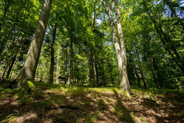 Yoğun yeşil ormanda, sık ağaçların arasından güneş ışıldıyor.