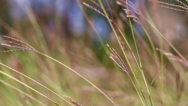 草地の草を吹く花の動きの風 — ストック動画