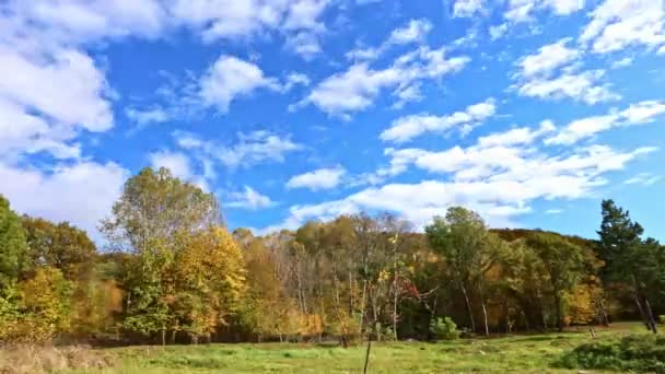 Courir Des Nuages Blancs Sur Une Forêt Automne Colorée — Video