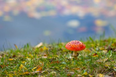 Amanita muscaria ya da 