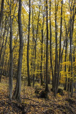 Sonbahar orman doğası. Renkli bir ormanda canlı bir sabah. Ağaçların arasından güneş ışınları geçiyor. Güneş ışığıyla doğanın manzarası