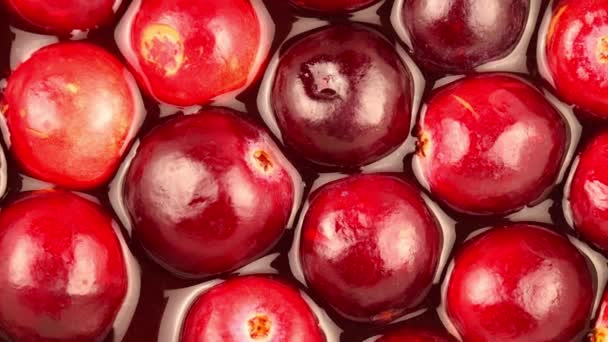 Θερίστε Κόκκινο Φρέσκο Cranberry Κοντά Πάνω Όψη Όμορφη Υφή Φόντο — Αρχείο Βίντεο