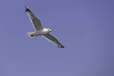 Martı gökyüzünde uçar, mavi gökyüzünde