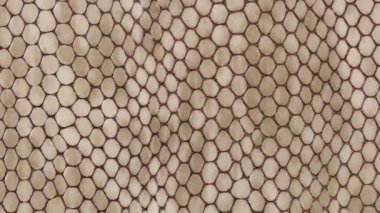 Gerçek Egzotik Hayvan Derisi 'nin dokusu çok yakından. Doğal desen. Moda ve giysi endüstrisi, ayakkabı, çanta, kemer, döşeme mobilyası
