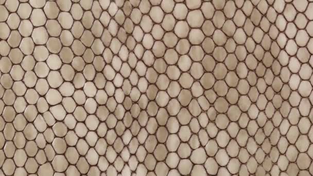 Textur Real Exotic Animal Leather Mycket Nära Naturligt Mönster Mode — Stockvideo