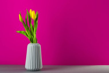 Pembe arka planda vazoda sarı laleler, kadınlar için bahar çiçekleri, kopyalama alanı.