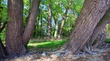 Motion past old tree with grey bark covered view wide zoom out