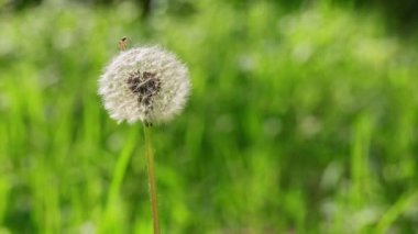 Bulanık Doğanın Arkasında Rüzgardan Yavaş Bir Karahindiba Sallanıyor. Kapatın. Seçici odaklanma. Bir tane. Çayırda yetişen tüylü bir karahindibanın beyaz kuru tohumları. Güneş ışığı. Boşluğu kopyala.