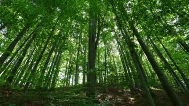 Yeşil Orman 4K projeksiyonu, düşük açı.