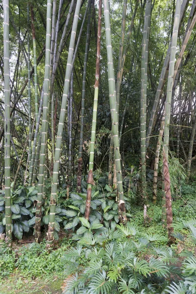 Zielony Bambusowy Szczegół Lasu — Zdjęcie stockowe