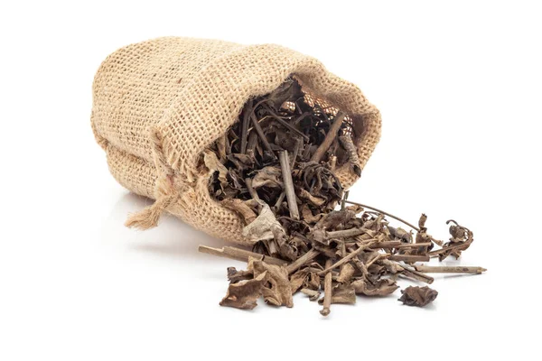 Stock image Close-up of Dry Punarnava (Boerhaavia diffusa) roots and leaves, spilled out from a laying jute bag over white background.