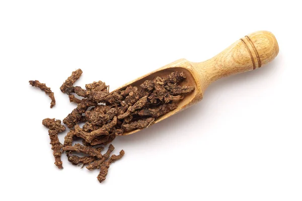 stock image Top view of Organic Sugandha Bala (Pavonia Odorata) roots, in a wooden scoop. Isolated on a white background.