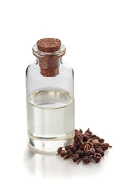 Kuru organik Tomar Toeds (Zanthoxylum armatum) ve temel yağı. Beyaz bir arkaplanda izole edilmiş.