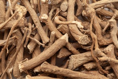 Kuru Organik Vahşi Castor veya Dantimool (Baliospermum Montanum) bitkisine yakın plan, Full Frame duvar kağıdı. Üst Görünüm