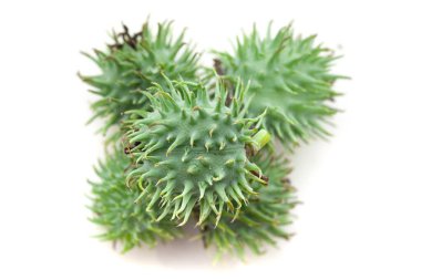 Castor meyvelerinin (Ricinus Communis) en üst görüntüsü. Beyaz bir arkaplanda izole edilmiş.