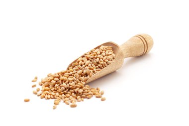 Front view of a wooden scoop filled with Organic Wheat Grains (Triticum) or caryopsis fruits. Isolated on a white background. clipart