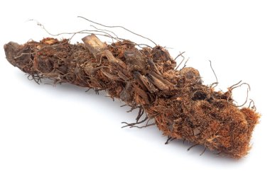 Close-up of Dry Jatamansi (Nardostachys jatamansi) roots, isolated on a white background. clipart