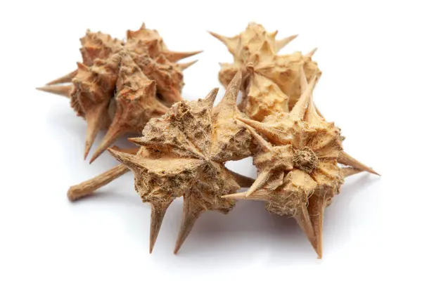 stock image Closeup of Dry gokhuru (tribulus terrestris) fruits, isolated on white background.