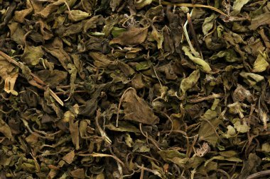 Organik Limon fesleğeni veya Tulsi 'nin Makro yakın plan dokusu (Ocimum tenuiflorum).