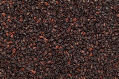 Organik limon okaliptüs veya okaliptüs sitriodora (Corymbia citriodora) tohumları. Makro arka plan dokusunu kapat. Üst görünüm.