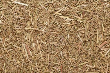 Organik kuru limon otu (Cymbopogon flexuosus) ince kesim. Makro arka plan dokusunu kapat. Üst görünüm.