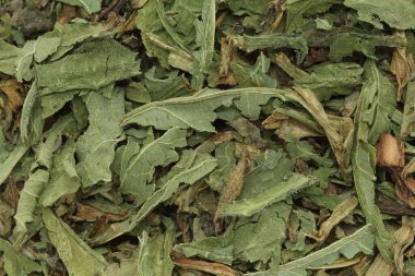 Organik kuru yeşil True Comfrey (Symphytum officinale) yaprakları. Makro arka plan dokusunu kapat. Üst görünüm.