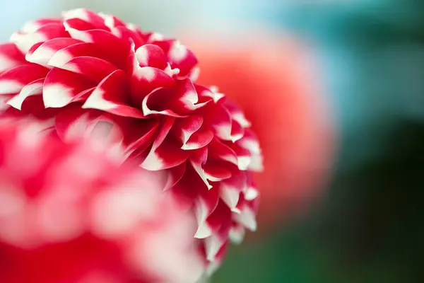 stock image Beautiful red and white Dahlia (Carolina Burgundy) flower with blur background.