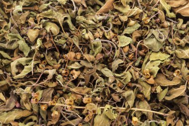 Organik kuru yeşil veya Kutsal Fesleğen (Ocimum tenuiflorum) yaprakları. Makro arka plan dokusu. Üst Görünüm.