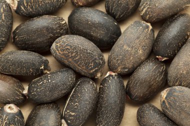 Organic Barbados nut (Jatropha curcas) seeds.Macro close up background texture. Top view. clipart