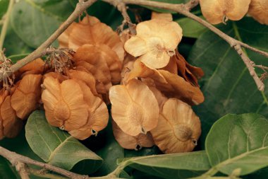 Organic Air Dried Chilbil or Indian Elm (Holoptelea Integrifolia) winged seeds. clipart