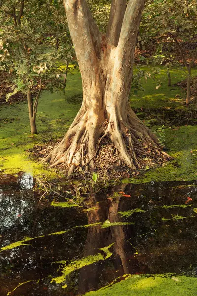 stock image Big old tree with green water algae at bird sanctuaries lake