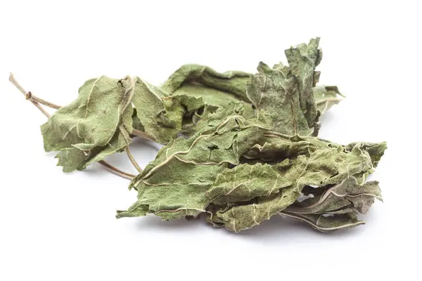 Stock image Close-up of Dry Gymnema or Gurmar (Gymnema sylvestre) leaves, isolated on a white background. Front view.