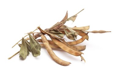 Close-up of Organic Sharpunkha (Tephrosia purpurea) Seeds Pod with leaves. Isolated on a white background. clipart