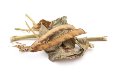 Organik Sharpunkha 'nın (Tephrosia purpurea) yakın çekimi yapraklı tohumlar. Beyaz bir arkaplanda izole edilmiş.