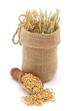 Bran (Oryza sativa) ya da Dhaan ile organik pirincin yakın plan çekimi, jute torbasında ve pirinç gevreği beyaz arka planda izole edilmiş..