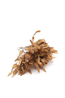 Bir demet kuru organik Hint gülü (Dalbergia sissoo) veya Sheesham meyvesi. Beyaz bir arkaplanda izole edilmiş.