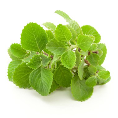 Close up of fresh green organic Carom seeds (Trachyspermum ammi) or Ajwain leaves, isolated on a white background. clipart