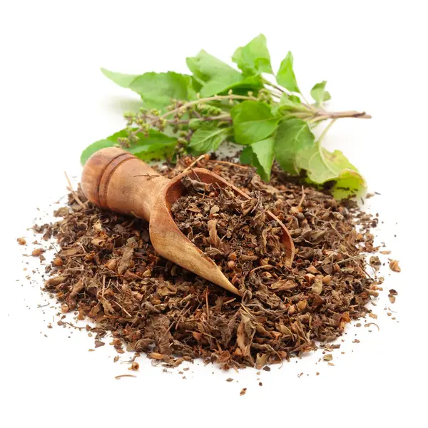 stock image A pile of dry Organic Green Holy Basil or Rama Tulsi (Ocimum Sanctum) leaves with a scoop, Isolated on a white background.