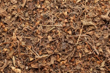 Kuru Organik Yeşil Kutsal Fesleğen ya da Rama Tulsi (Ocimum Sanctum) yapraklarının yakın çekimi, Tam Çerçeve duvar kağıdı. Üst Görünüm