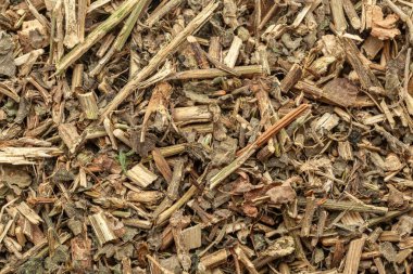 Kuru Organik Papaya yapraklarının (Carica papaya) yakın çekimi, Full Frame duvar kağıdı. Üst Görünüm