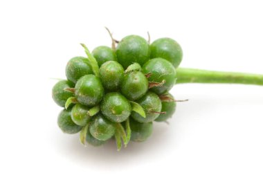 Yakın plan taze hindistan cevizi ve ahşap bir yüzeyde yarım hindistan cevizi..