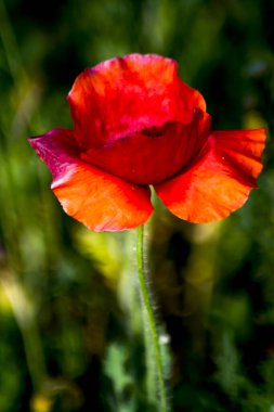 Bauty gelincik çiçeği güneşli bir bahar gününde