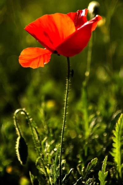 晴れた春の日に美しいポピーの花 — ストック写真