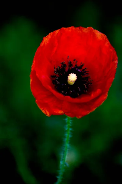 Bauty Poppy Flower Sunny Spring Day — Stock Photo, Image