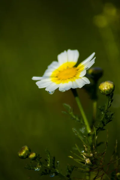 Bauty Stokrotka Kwiat Kroplą Wody Słoneczny Wiosenny Dzień — Zdjęcie stockowe
