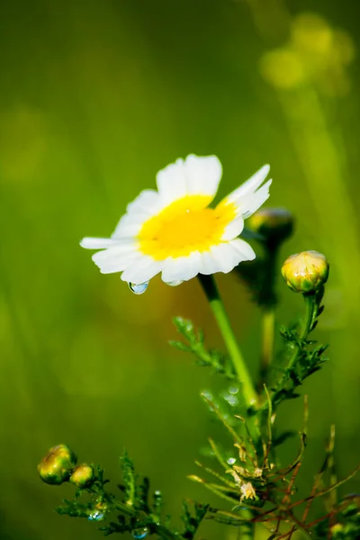 春天阳光明媚的日子里 菊花点缀着一滴水 — 图库照片