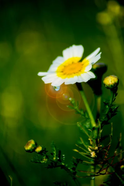 Bauty Százszorszép Virág Cseppnyi Vízzel Egy Napos Tavaszi Napon — Stock Fotó