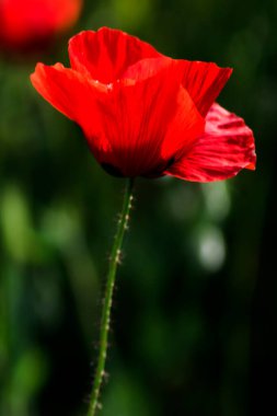 Bauty gelincik çiçeği güneşli bir bahar gününde