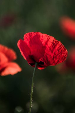 Bauty gelincik çiçeği güneşli bir bahar gününde