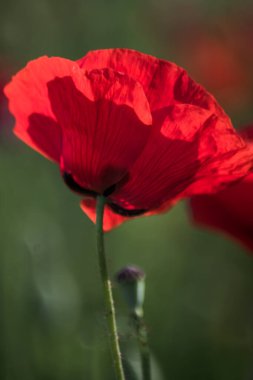Bauty gelincik çiçeği güneşli bir bahar gününde